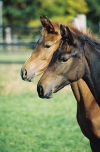 Tierarzt für Pferde - Allgemeinmedizin beim Pferd - Alternative Behandlungsmethoden